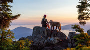 dog paw protection in summer